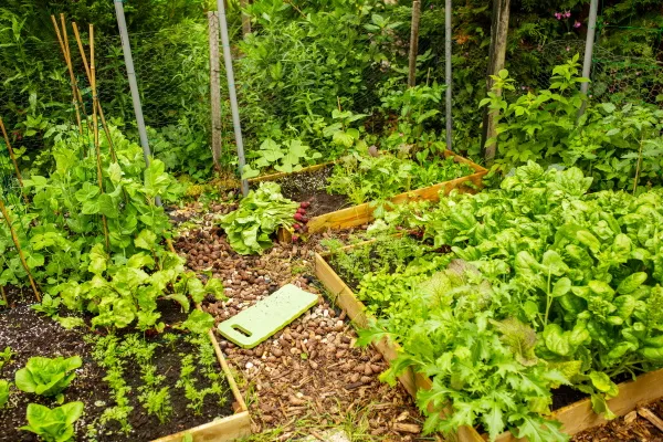 This image has an empty alt attribute; its file name is vegetable-garden-with-raised-beds-2021-09-03-17-26-38-utc.jpg