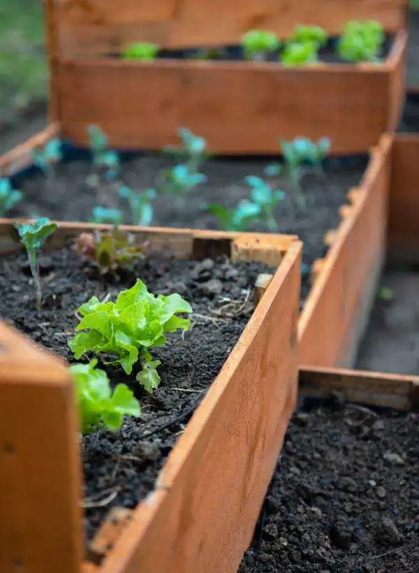 Freshly planted vegetables in a raised bed with multiple levels.