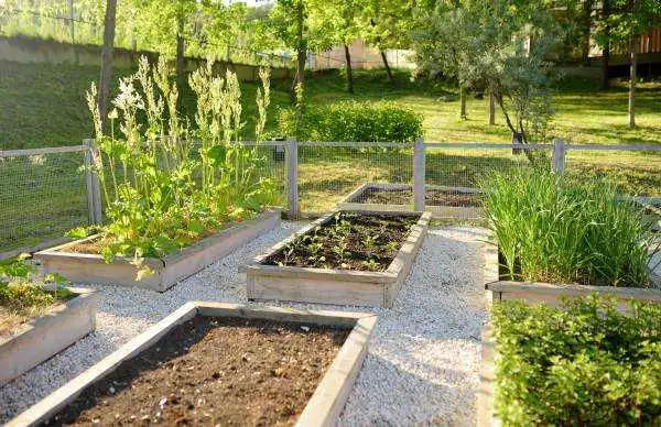 Community Kitchen Garden Raised Garden Beds With 2023 02 14 20 15 16 Utc.jpg