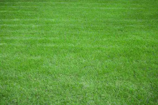 Green Lawn During The Day Mowed Lawn Saturated G 2022 01 21 16 22 32 Utc.jpg