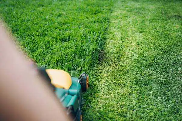 Lawn Maintenance Tips for Homeowners
