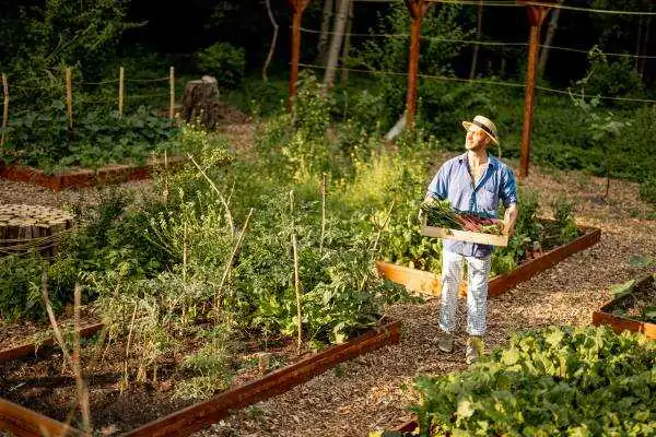 Man standing in raised bed vegetable garden