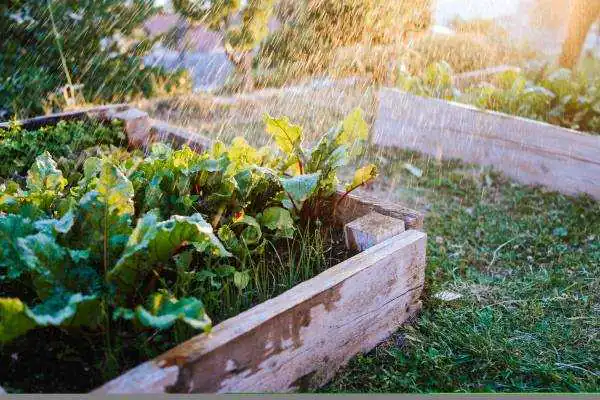 Raised Bed vegtable garden being watered