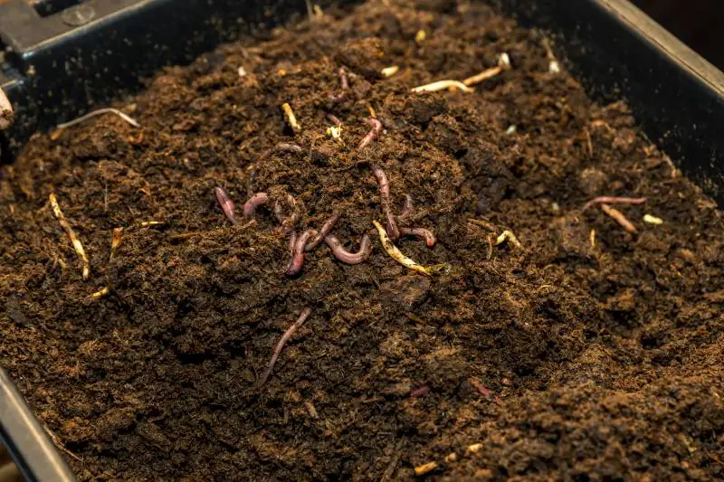 Vermiculture Basics