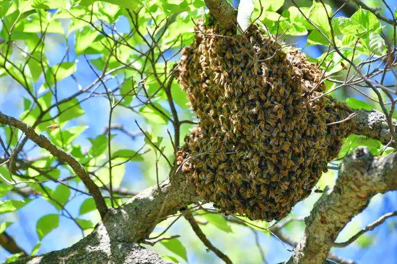 Honey bee hive in a garden
