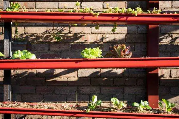 a Gutter garden can save you a lot of space and can be easier to maintain