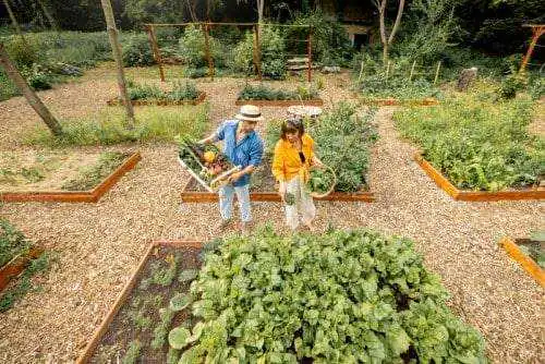 Farmers At Home Vegetable Garden 2022 07 14 19 01 55 Utc.jpg