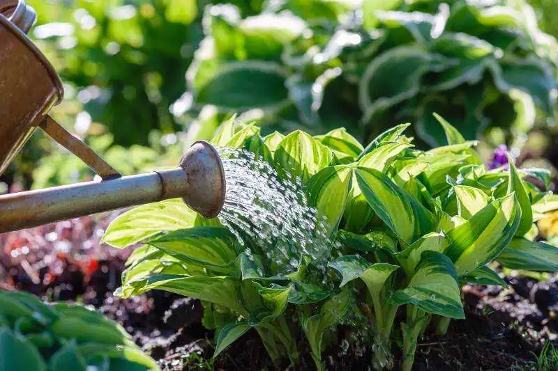 Watering Plants On Flowerbed In Summer Garden 2023 03 31 18 20 46 Utc.jpg